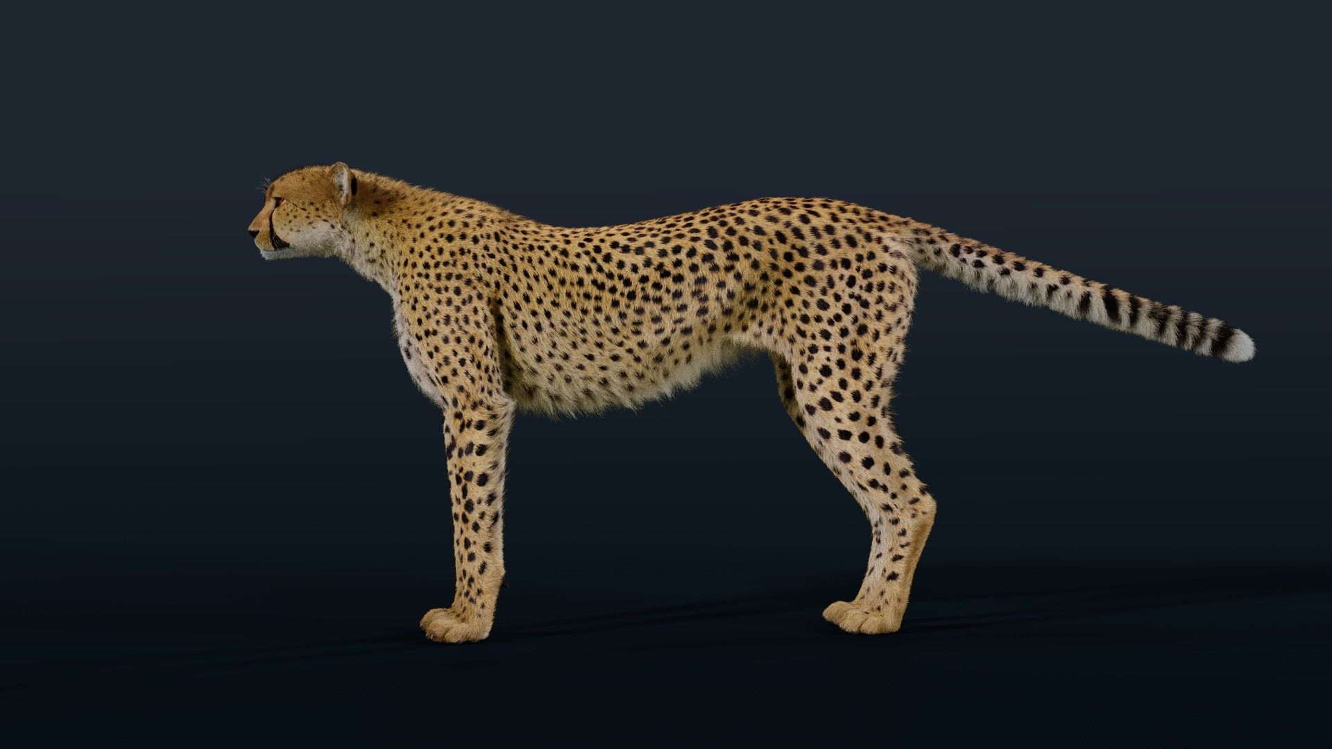 Cheetah Animated  3D model_11