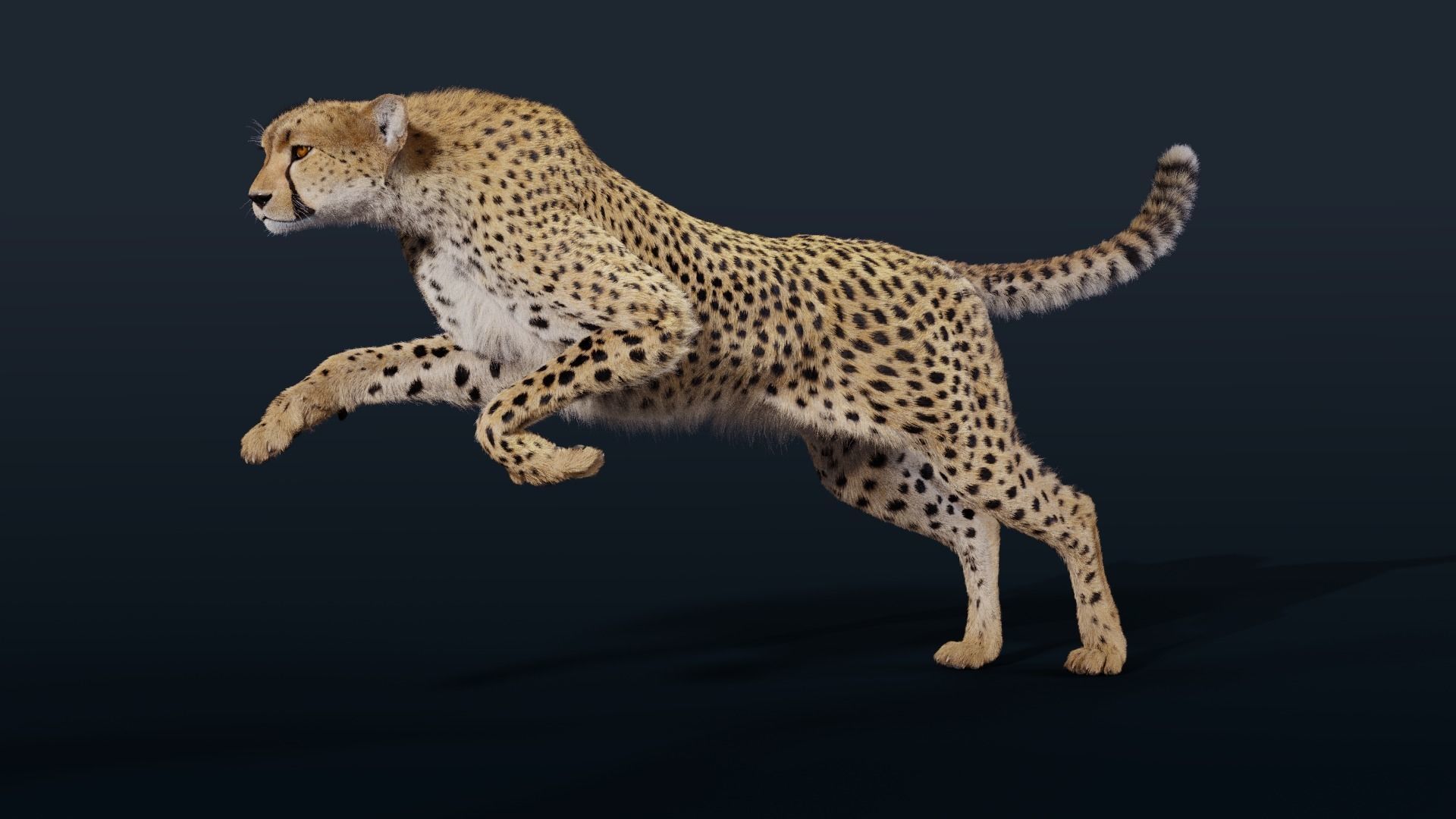 Cheetah Animated  3D model_6