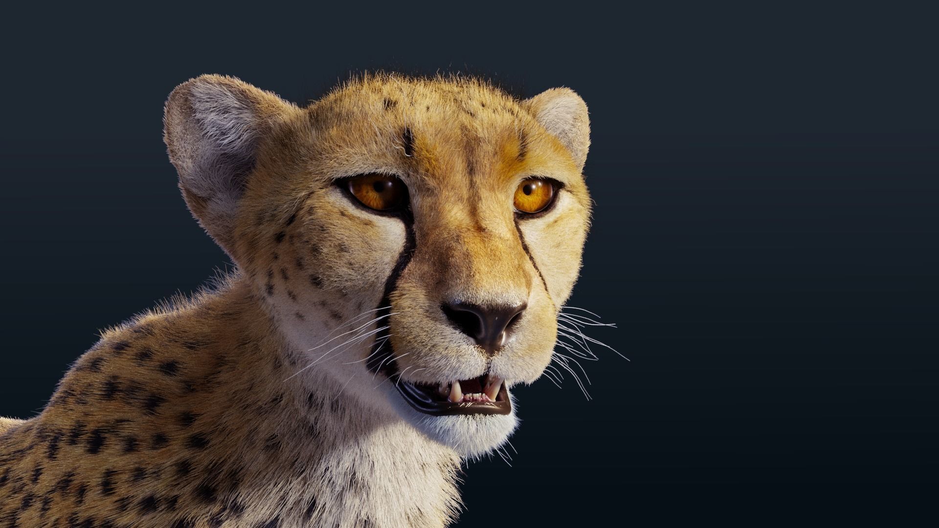 Cheetah Animated  3D model_8