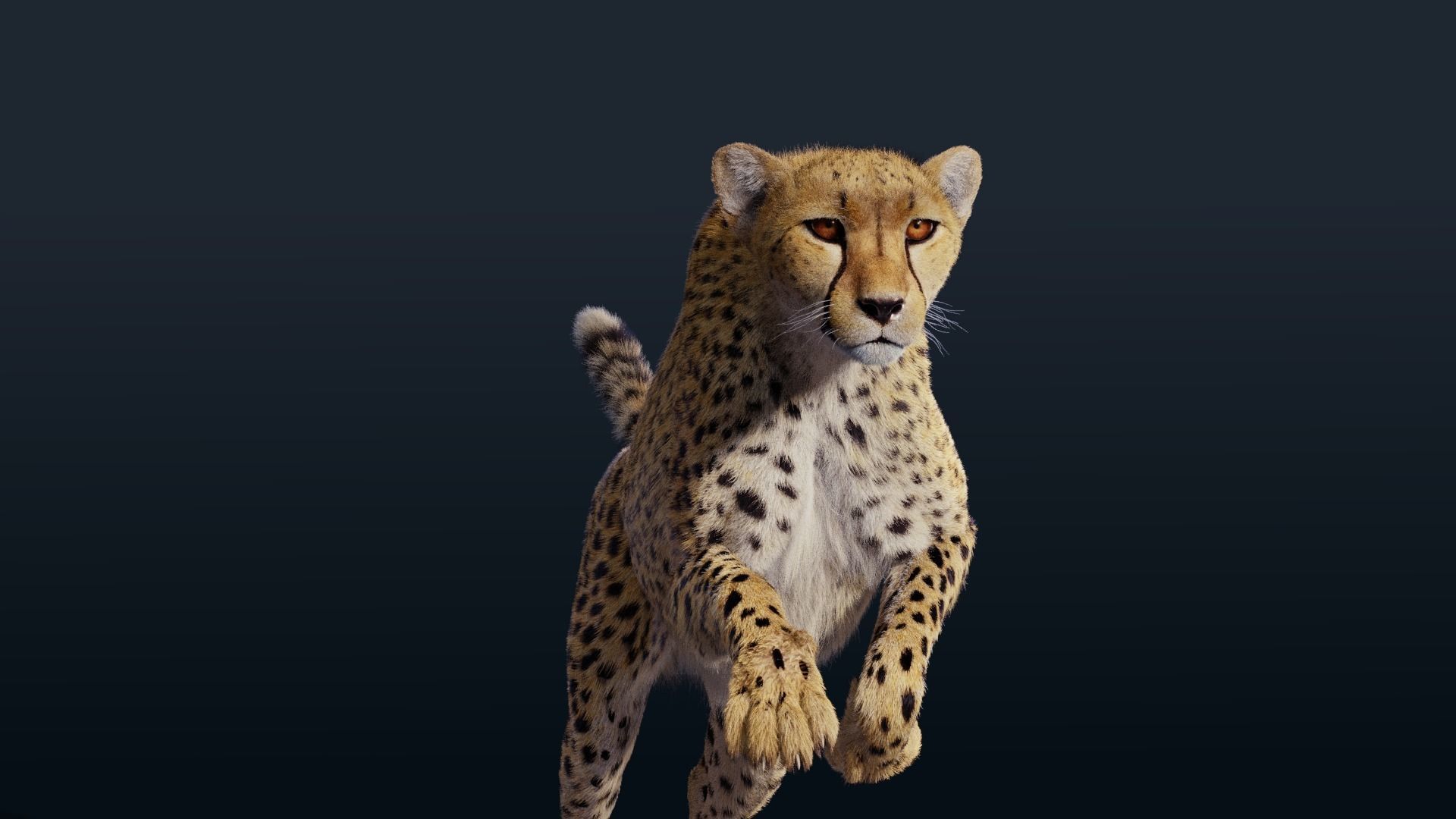 Cheetah Animated  3D model_0