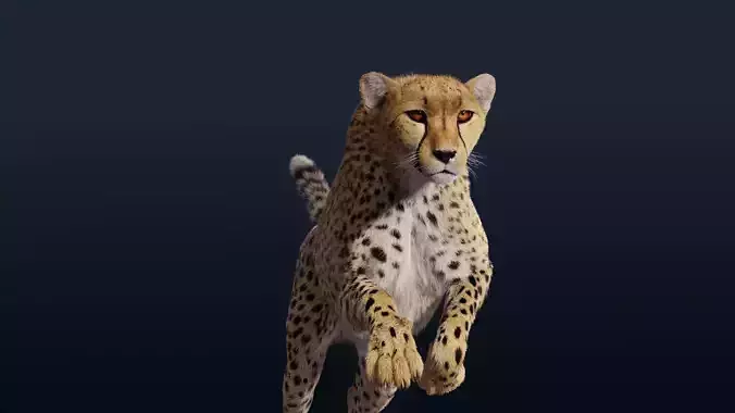 Cheetah Animated  3D model