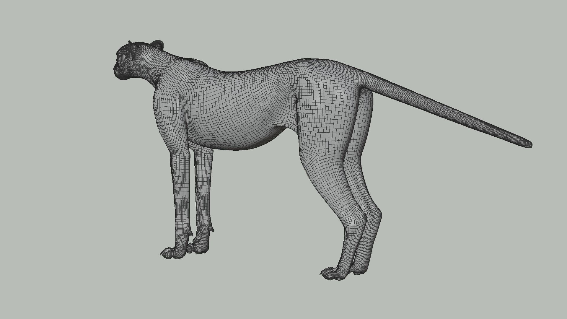 Cheetah Animated  3D model_19
