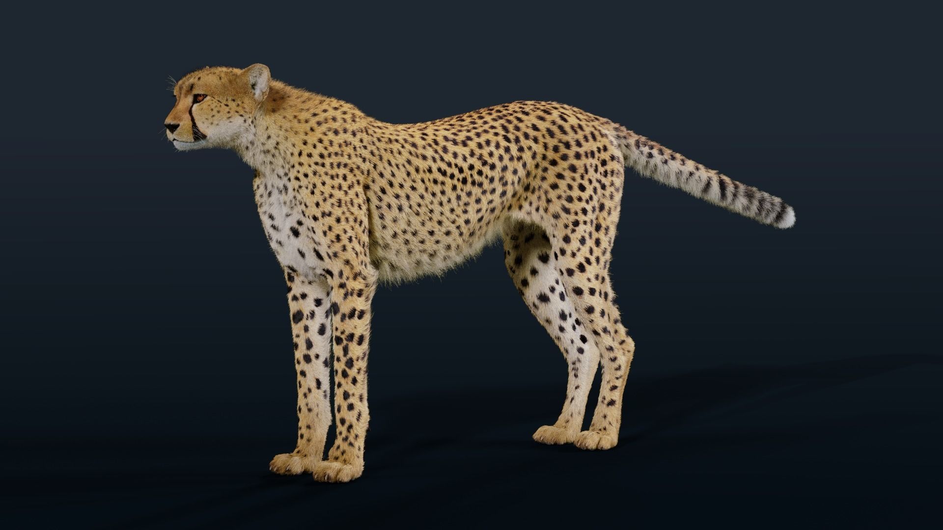 Cheetah Animated  3D model_10