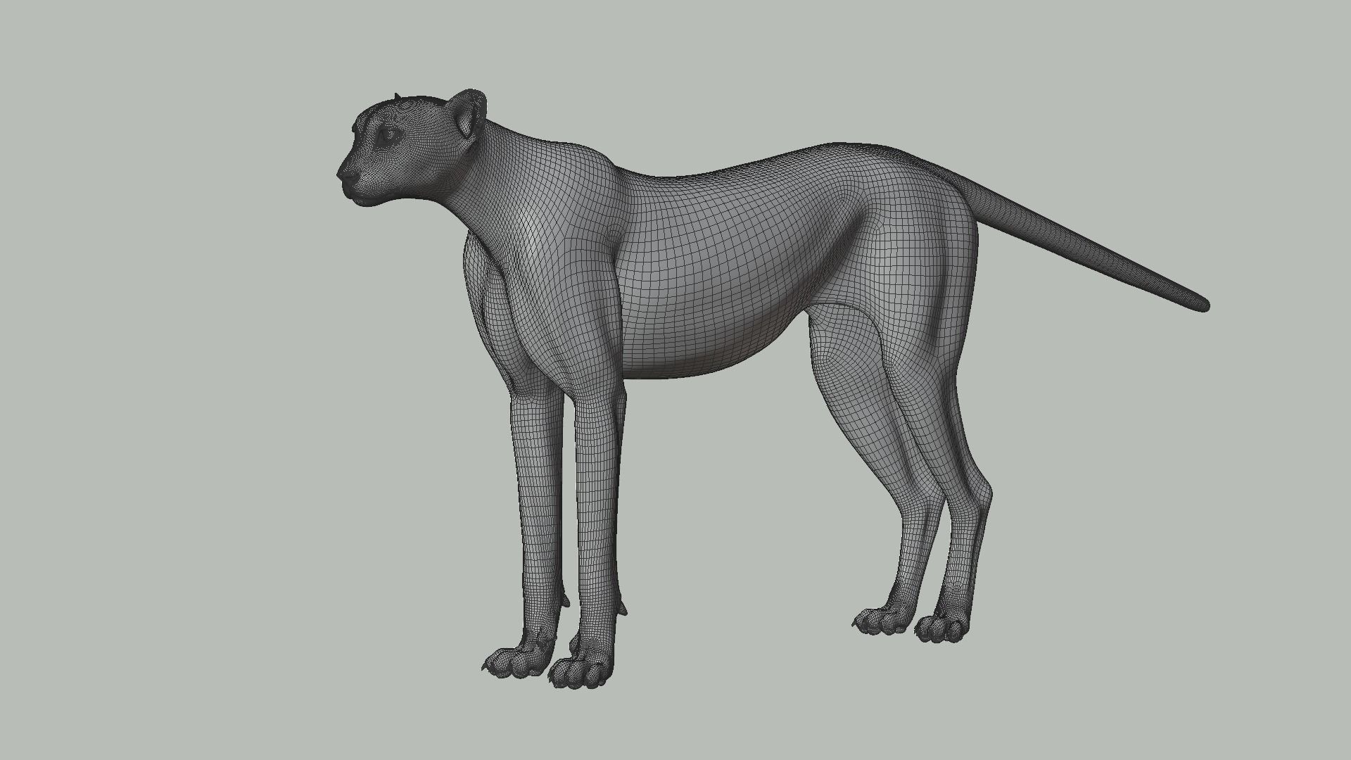 Cheetah Animated  3D model_17
