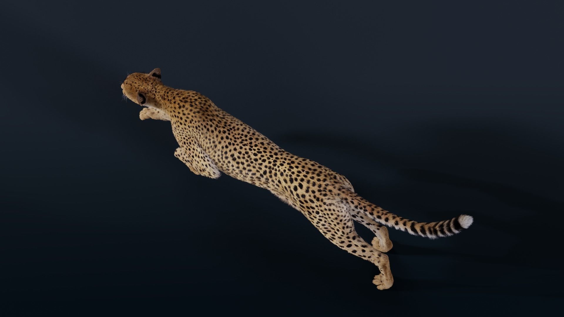 Cheetah Animated  3D model_7