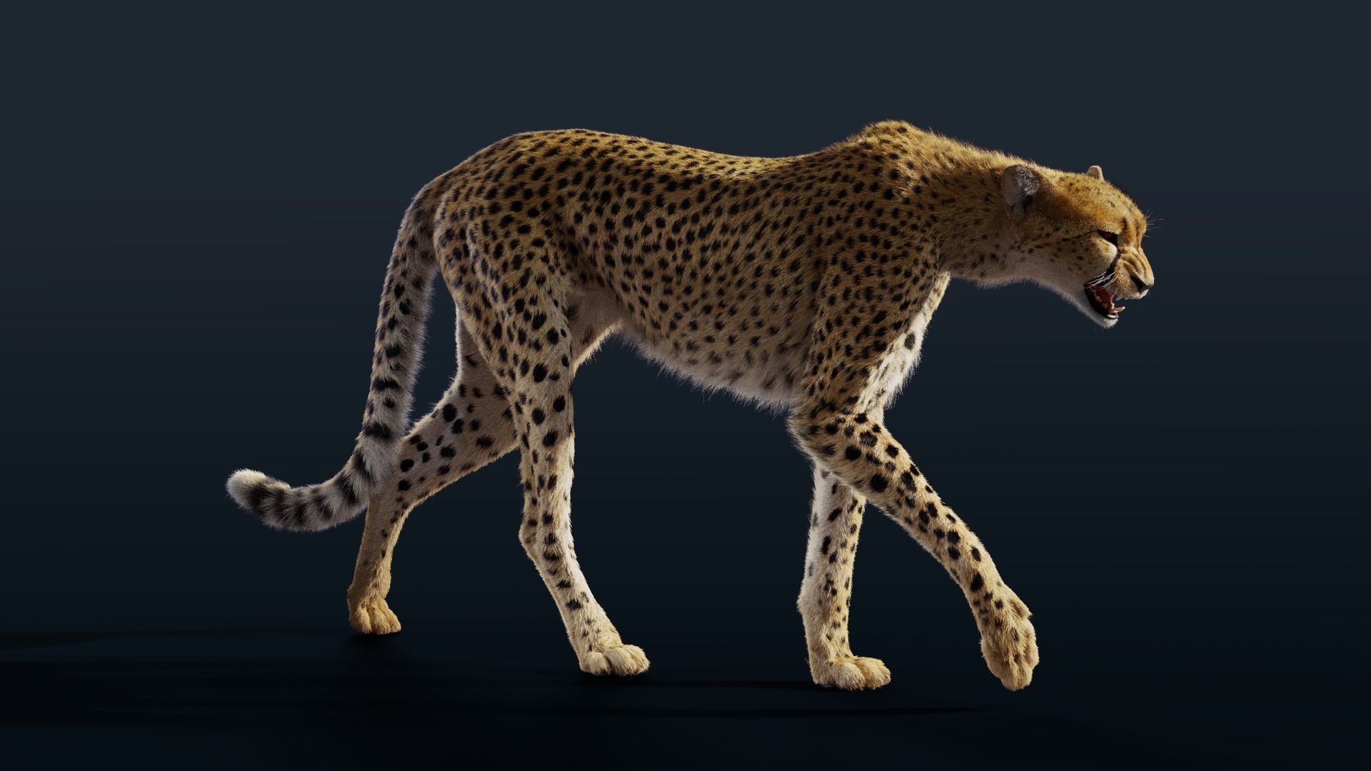 Cheetah Animated  3D model_4