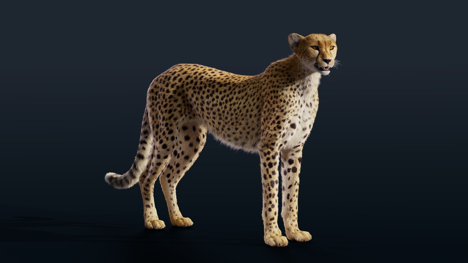 Cheetah Animated  3D model_5