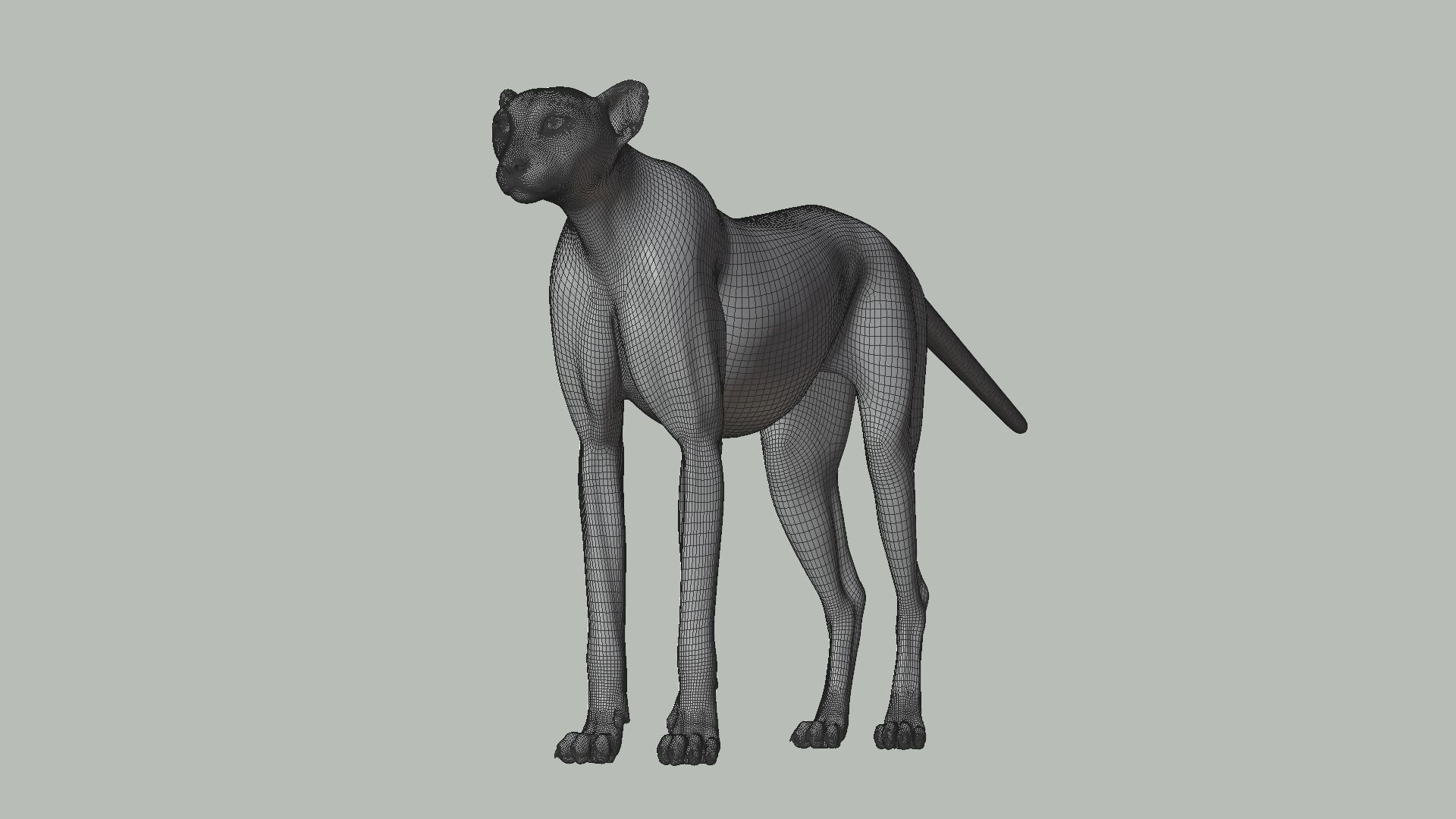 Cheetah Animated  3D model_15