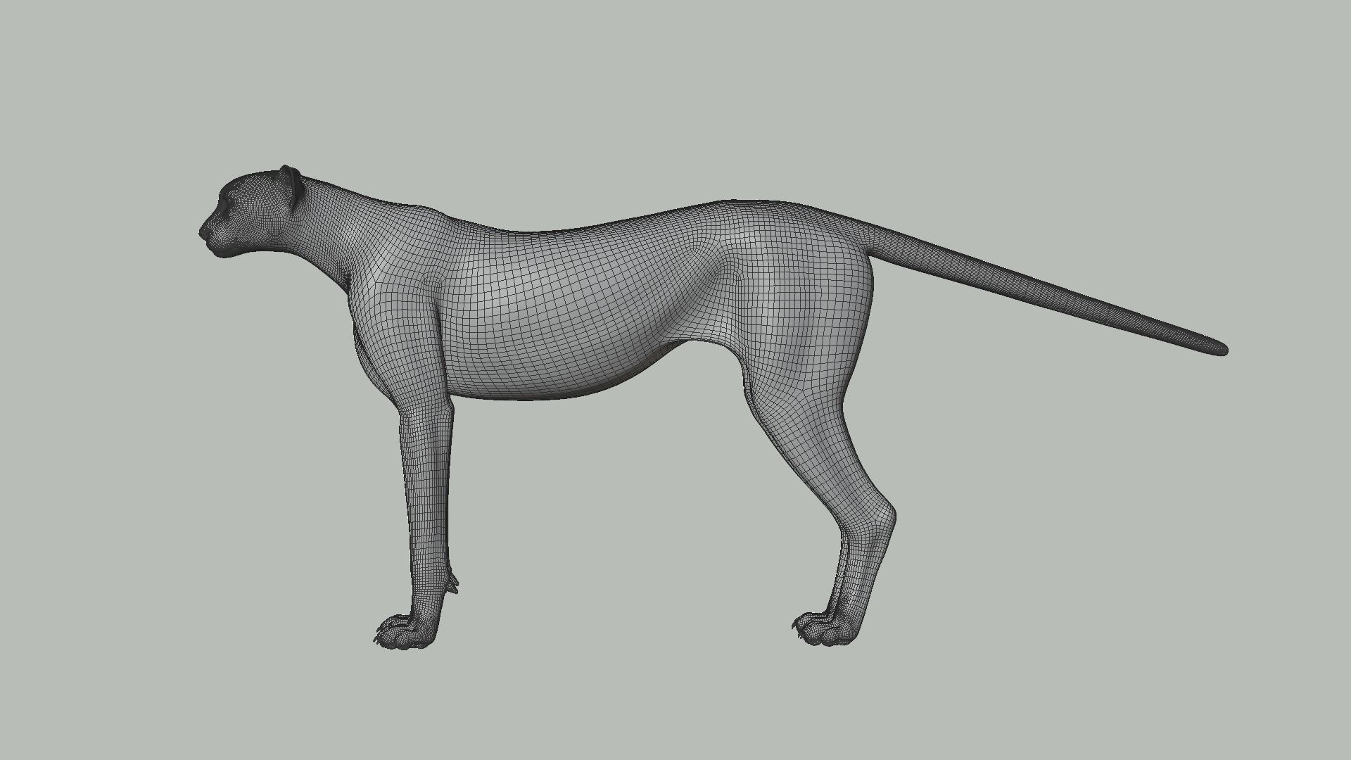 Cheetah Animated  3D model_18