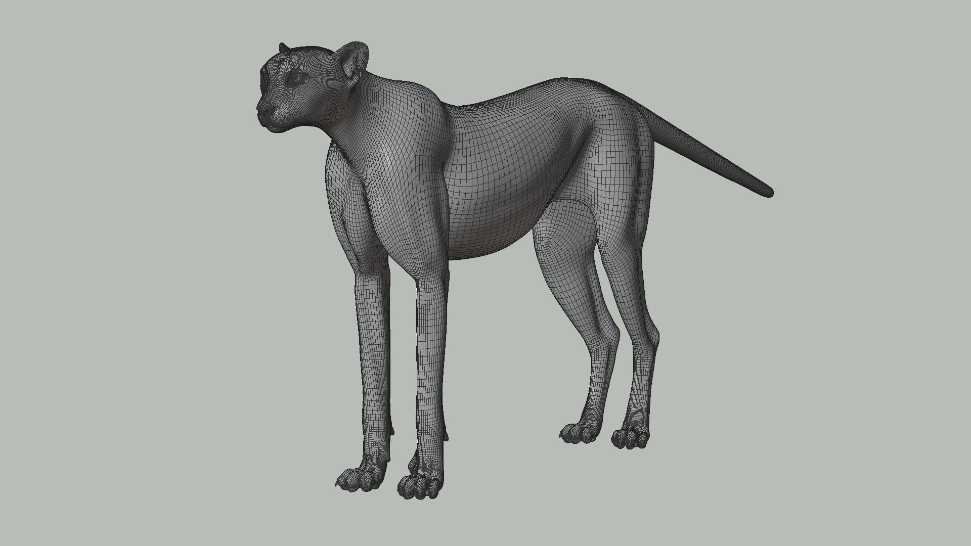 Cheetah Animated  3D model_16