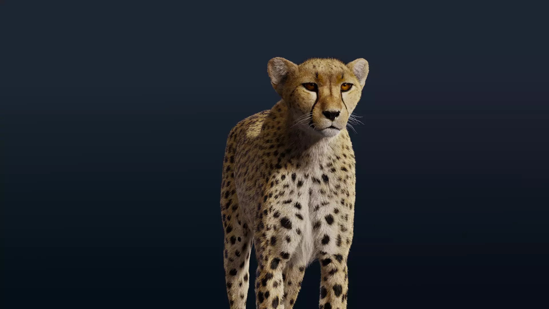 Cheetah Fur 3D model_0