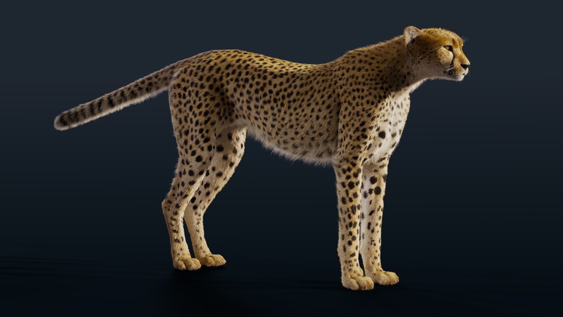 Cheetah Fur 3D model_2