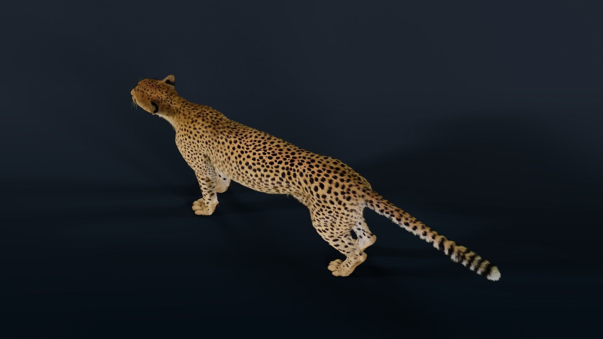 Cheetah Fur 3D model_8
