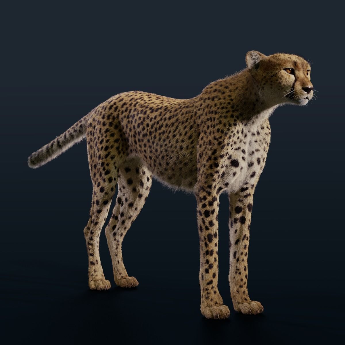 Cheetah Fur 3D model_3