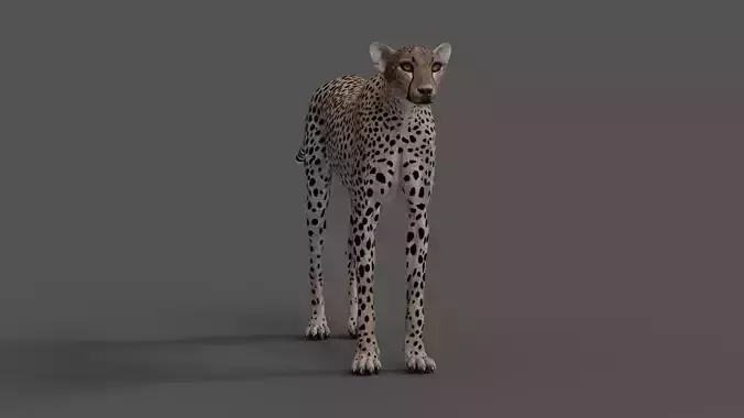 Cheetah Model