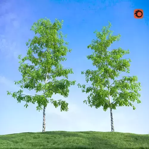 Birch trees with grass 3D model