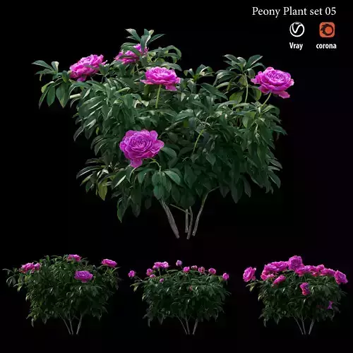 Peony plant set 05 3D model