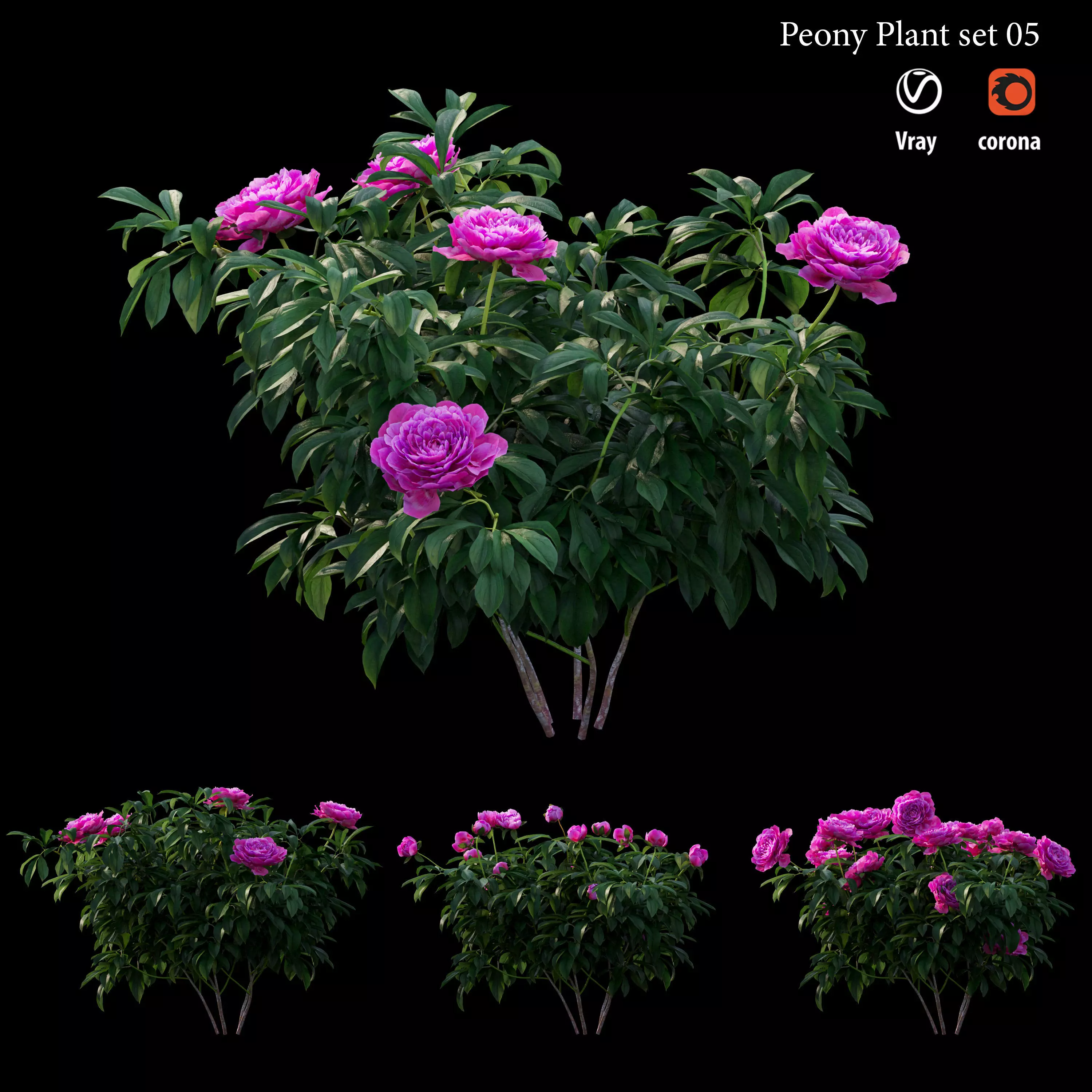 Peony plant set 05 3D model_0