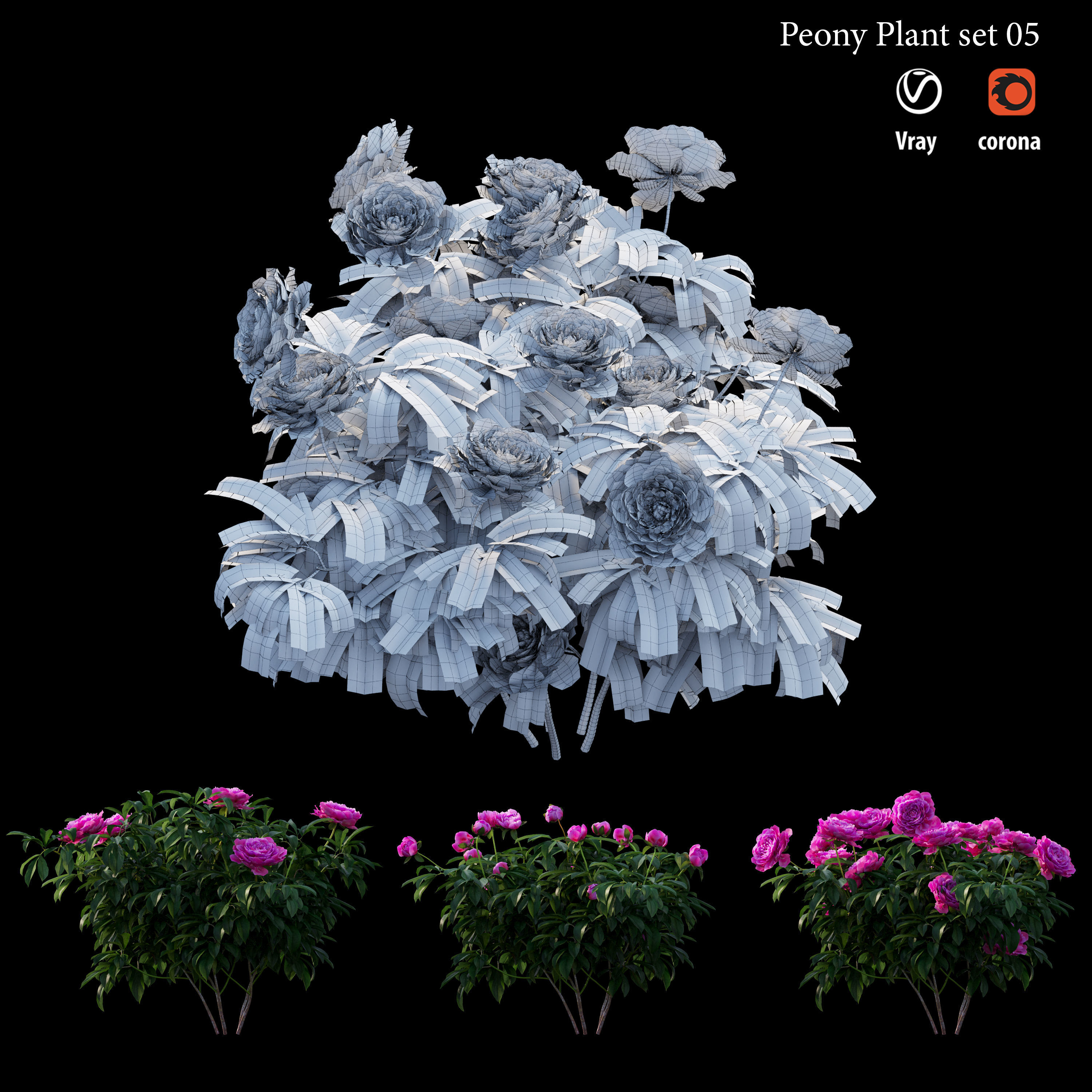 Peony plant set 05 3D model_4