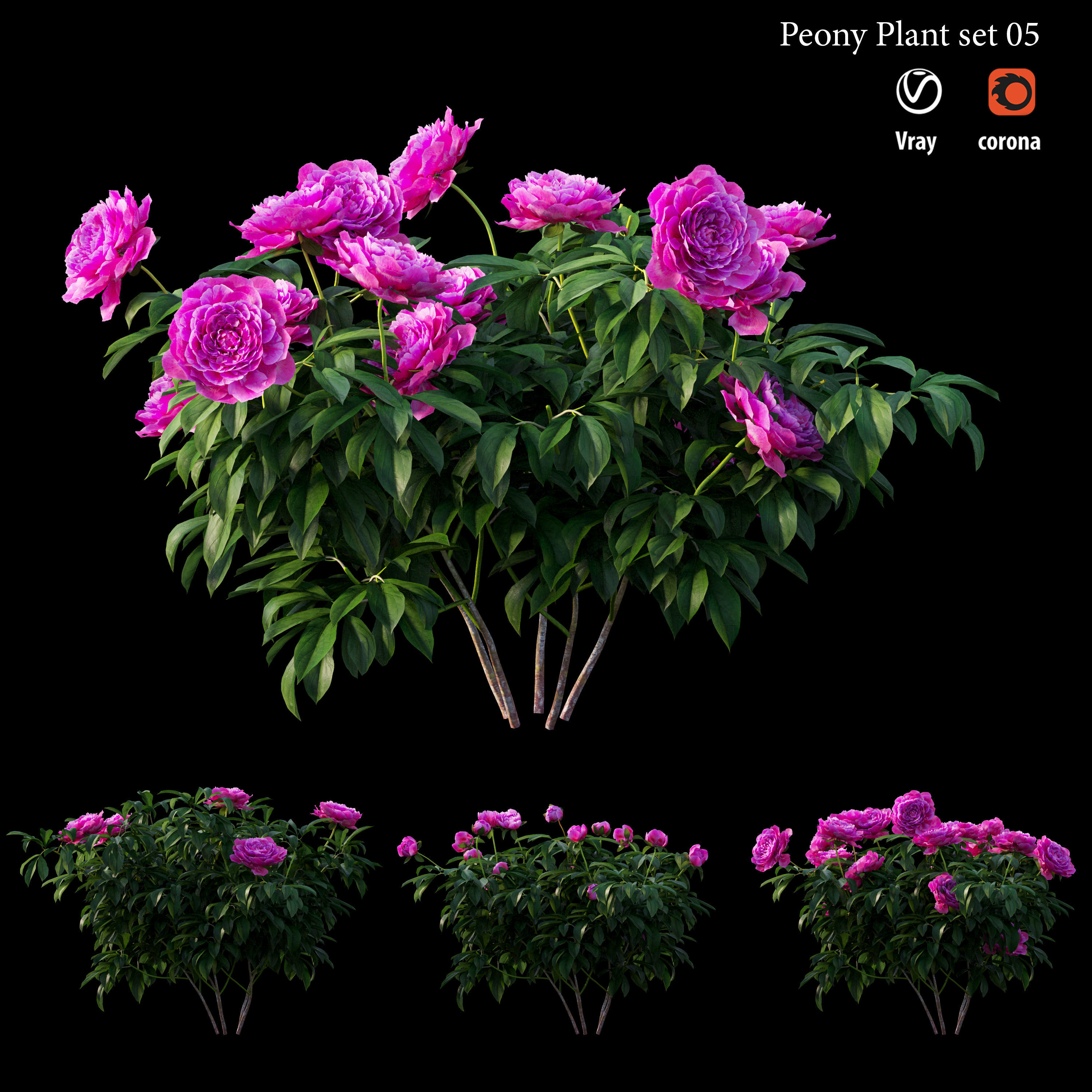 Peony plant set 05 3D model_2