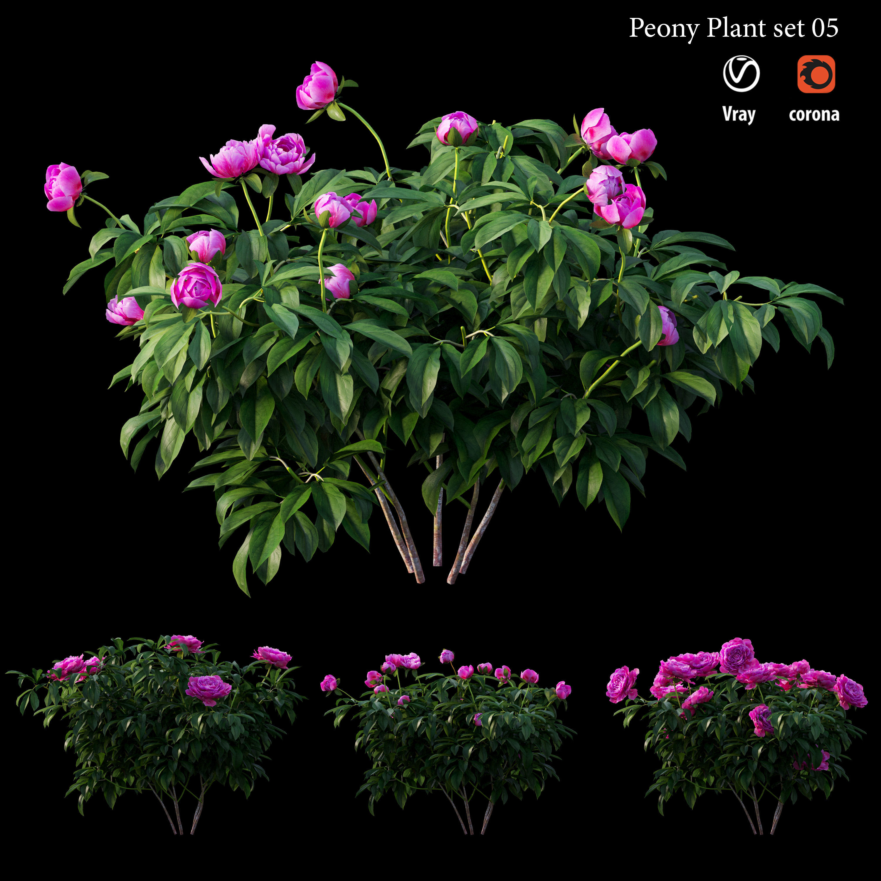 Peony plant set 05 3D model_1