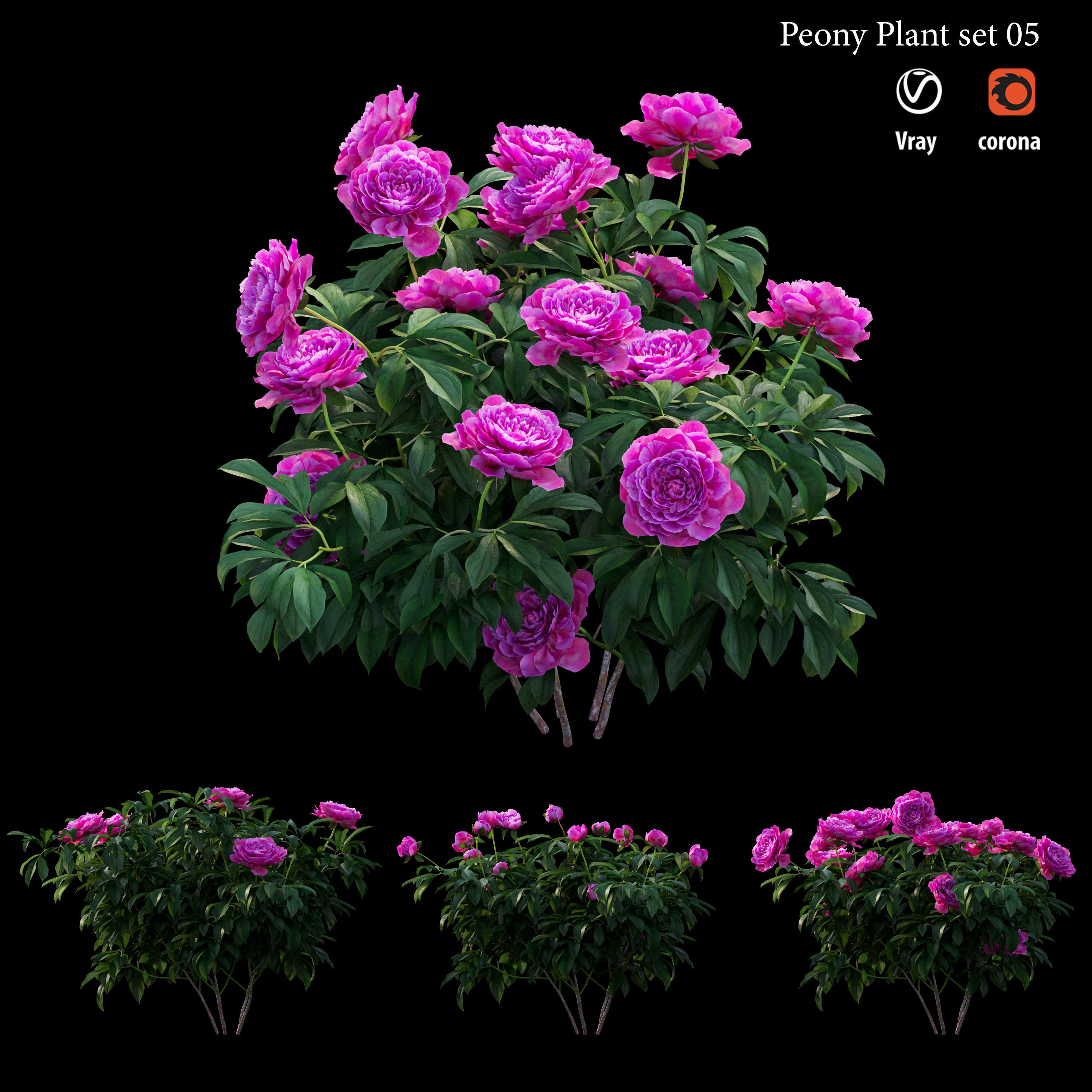 Peony plant set 05 3D model_3