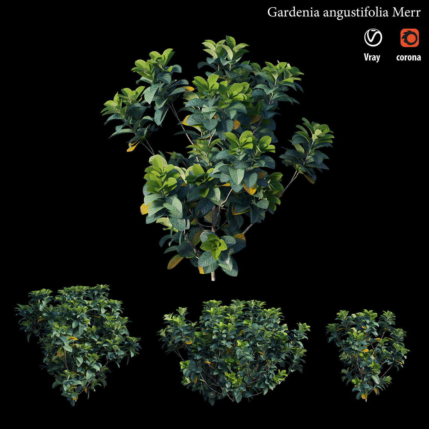 Gardenia angustifolia merr 3D model_3