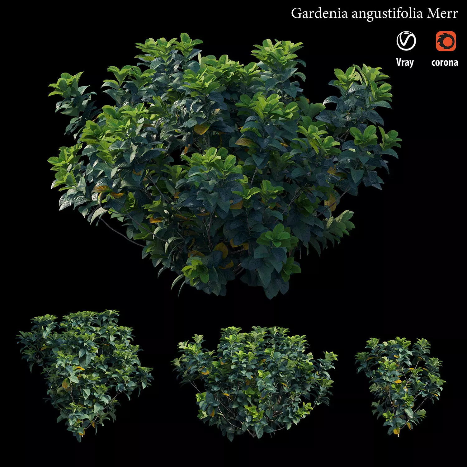 Gardenia angustifolia merr 3D model_0