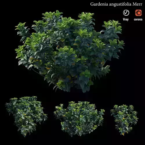 Gardenia angustifolia merr 3D model