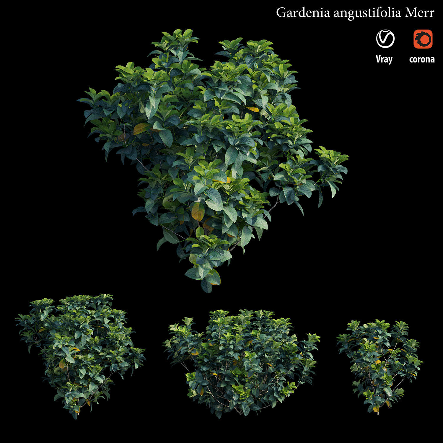 Gardenia angustifolia merr 3D model_2