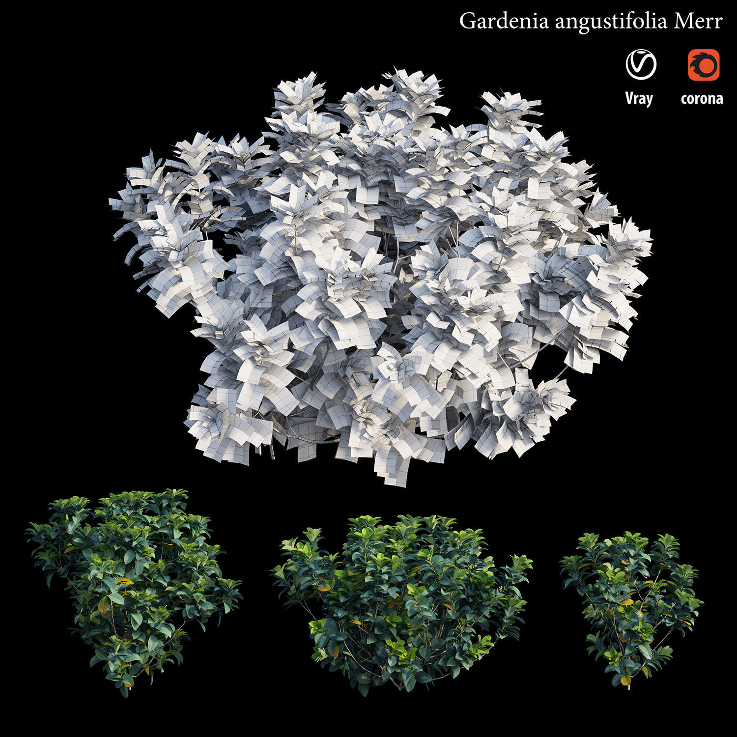 Gardenia angustifolia merr 3D model_4