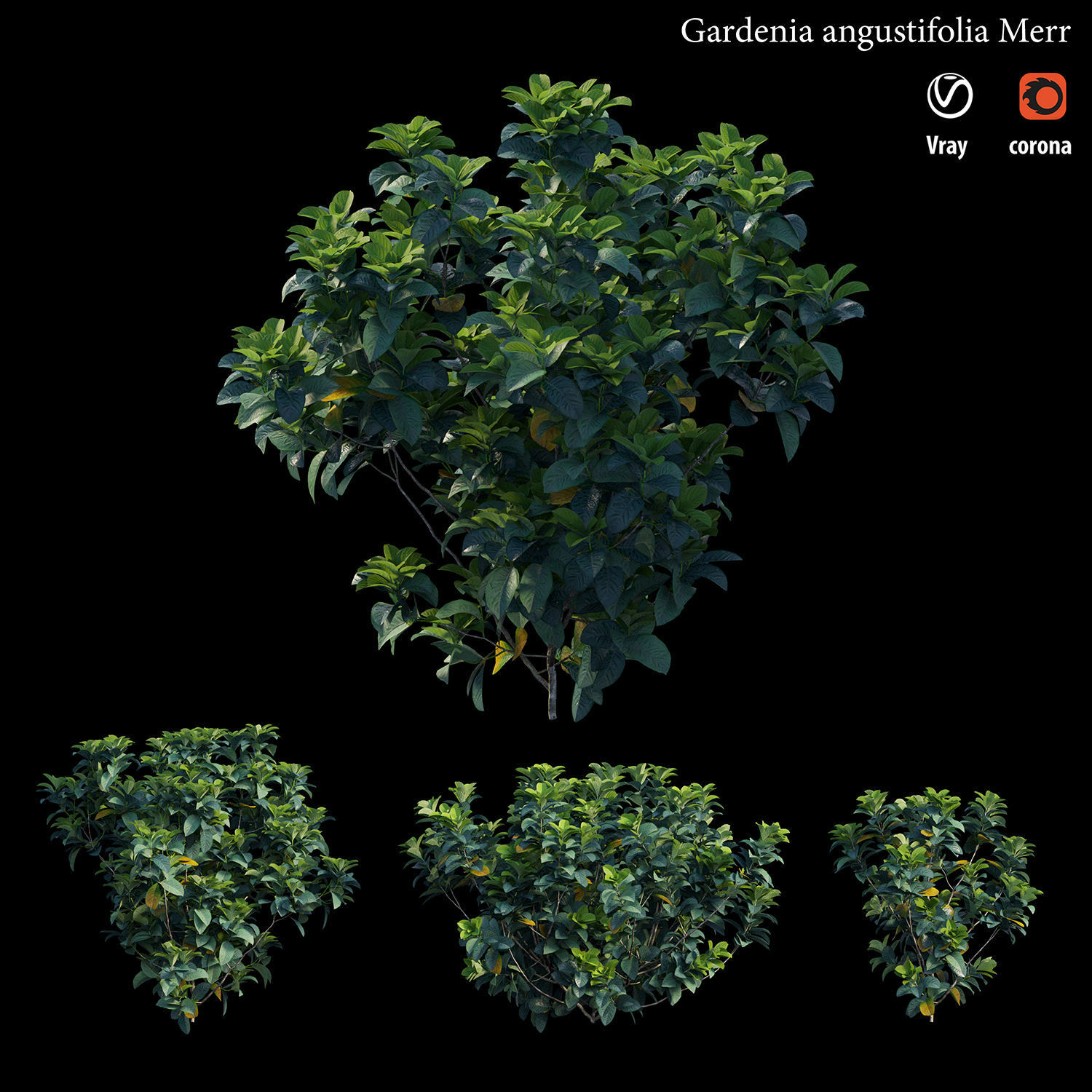 Gardenia angustifolia merr 3D model_1