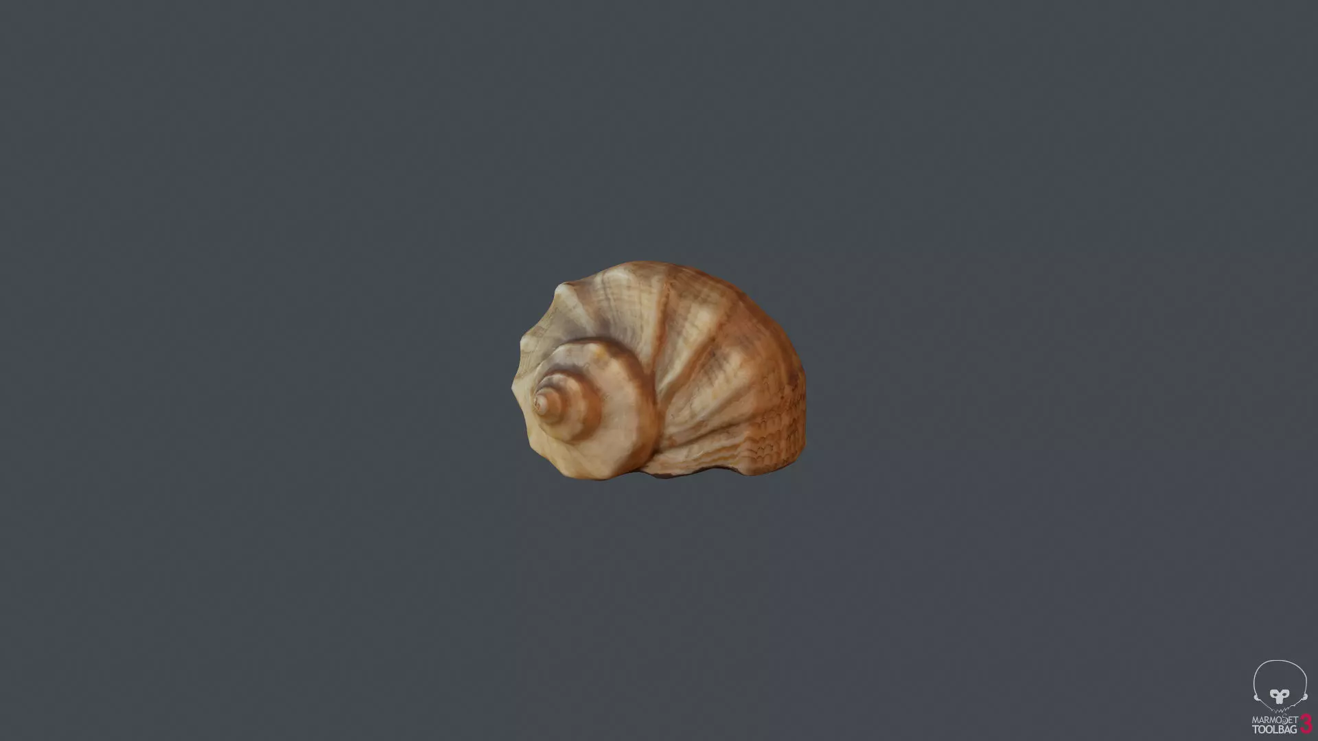 Seashells sea shell Low-poly 3D model
