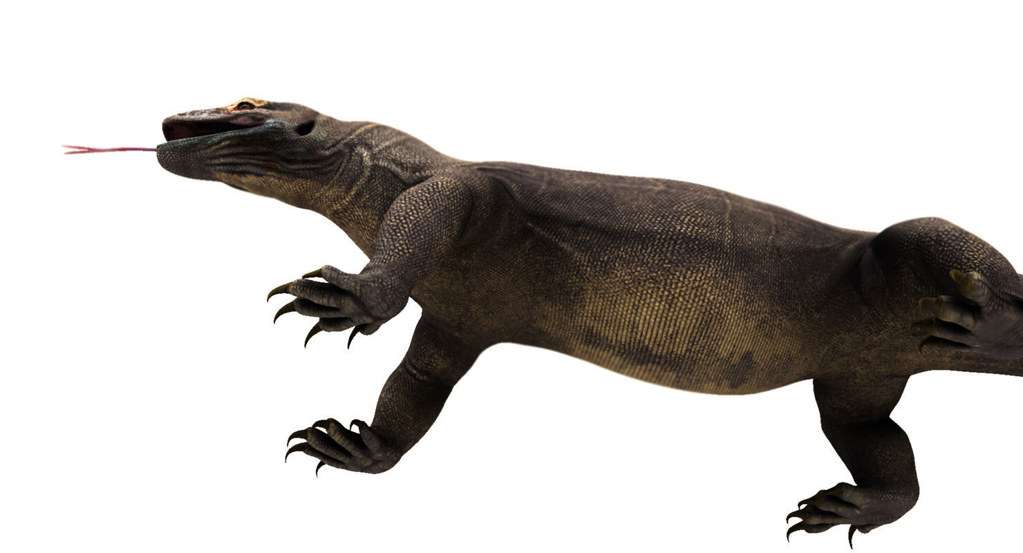 dragon komodo 3d model 3D model_14