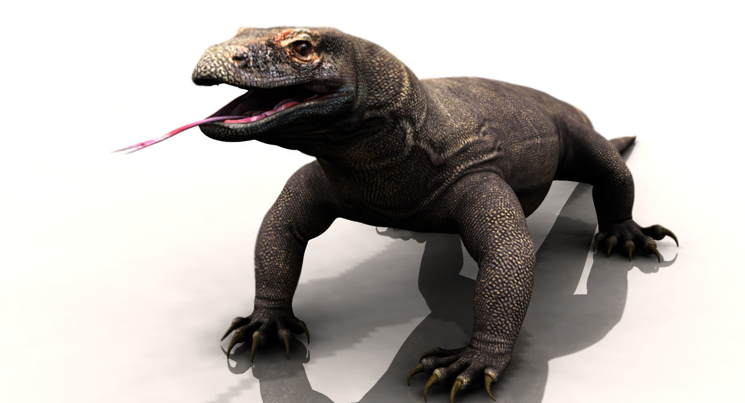 dragon komodo 3d model 3D model_13