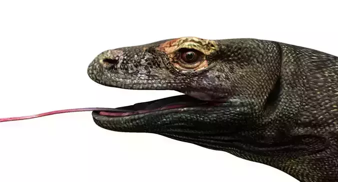 dragon komodo 3d model 3D model