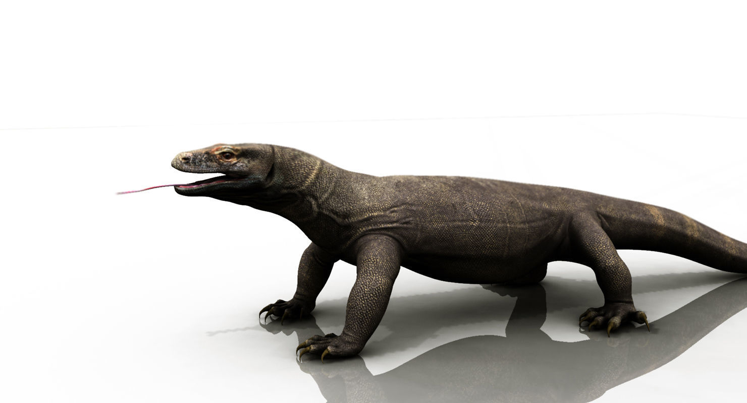dragon komodo 3d model 3D model_11