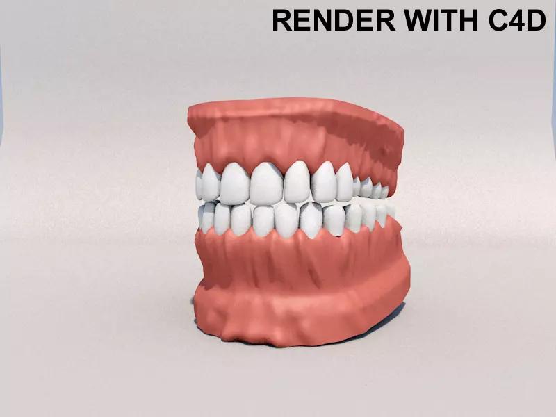 Human Mouth model 3D model 3D model