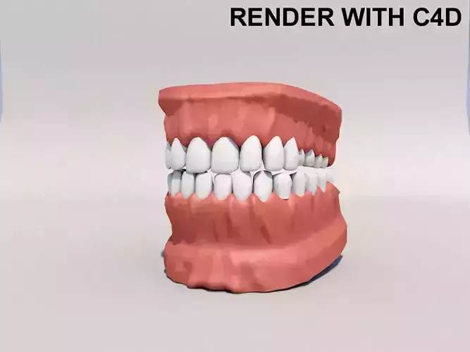 Human Mouth model 3D model 3D model