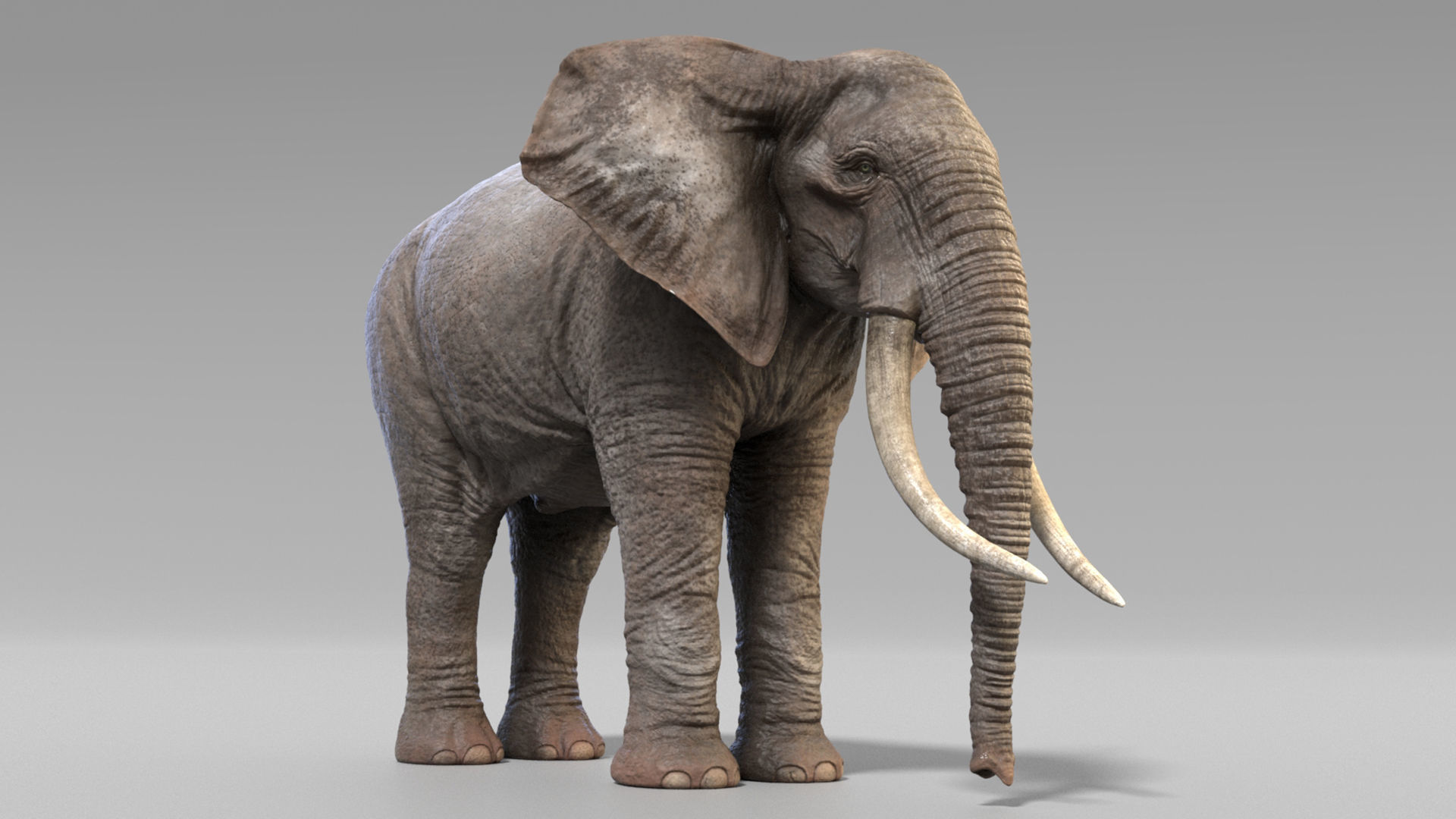 African Elephants Low-poly 3D model_4