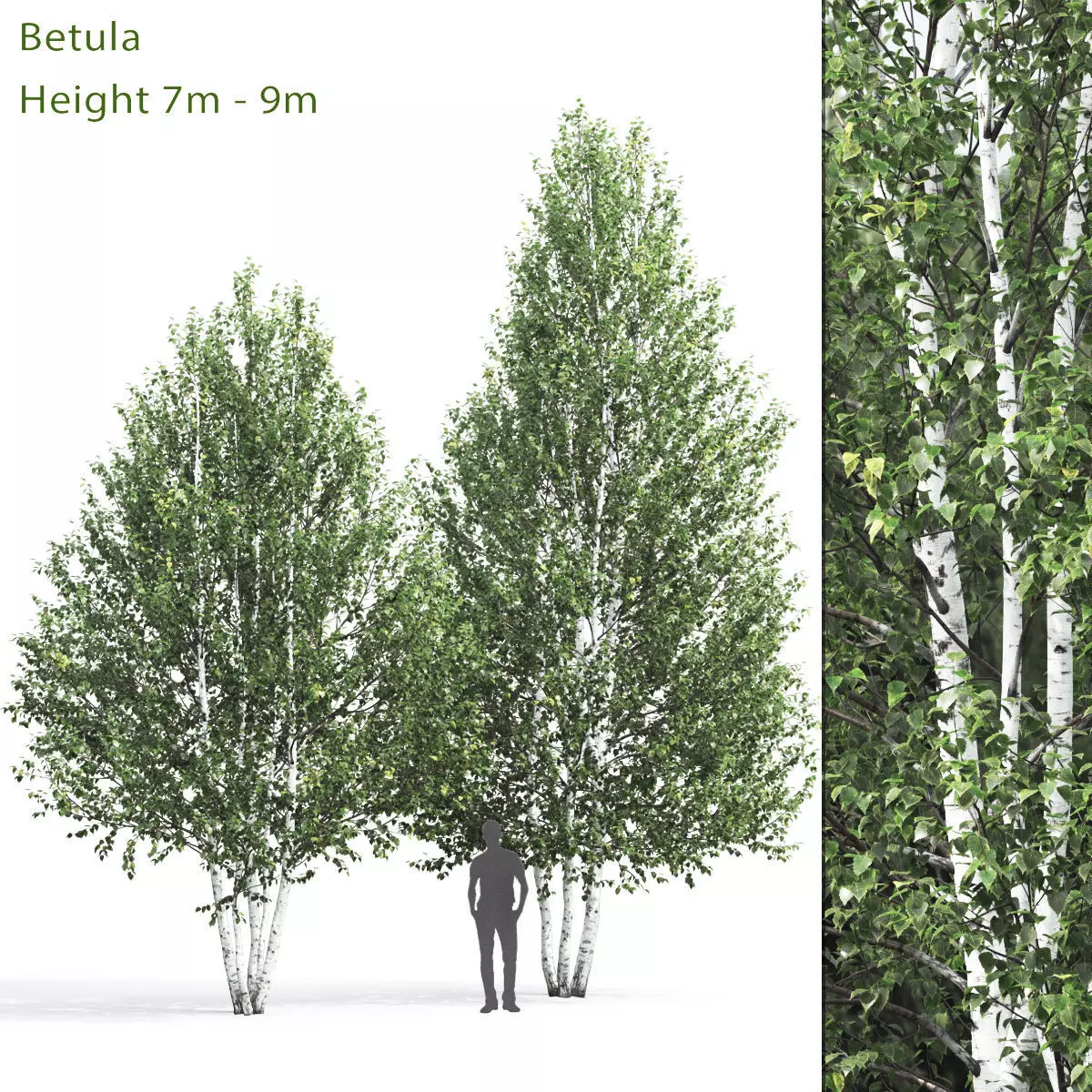 Betula 01 H7-9 m 3D model_0