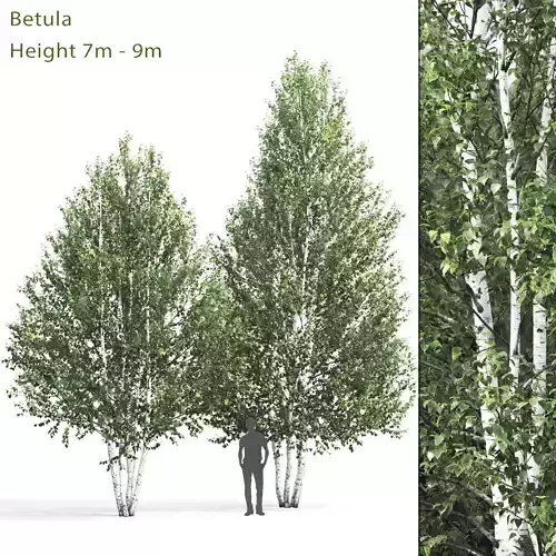 Betula 01 H7-9 m