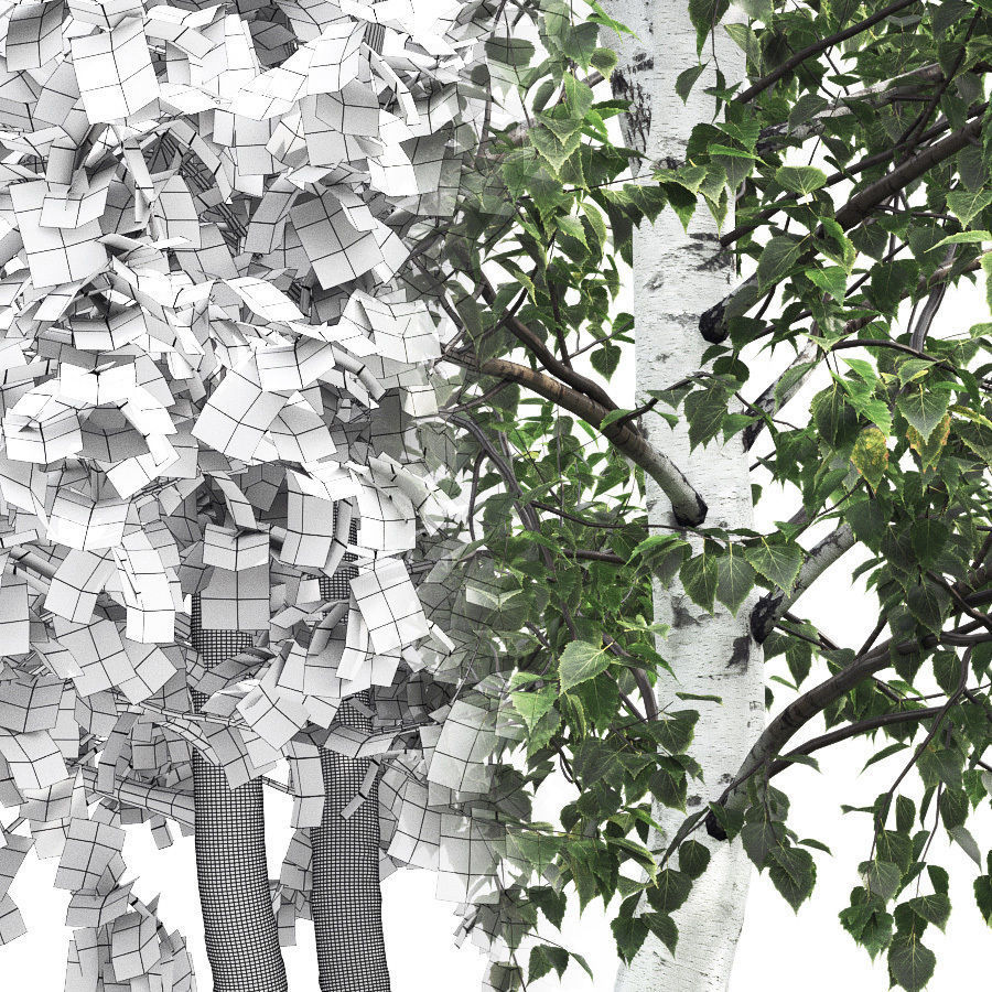 Betula 01 H7-9 m 3D model_3