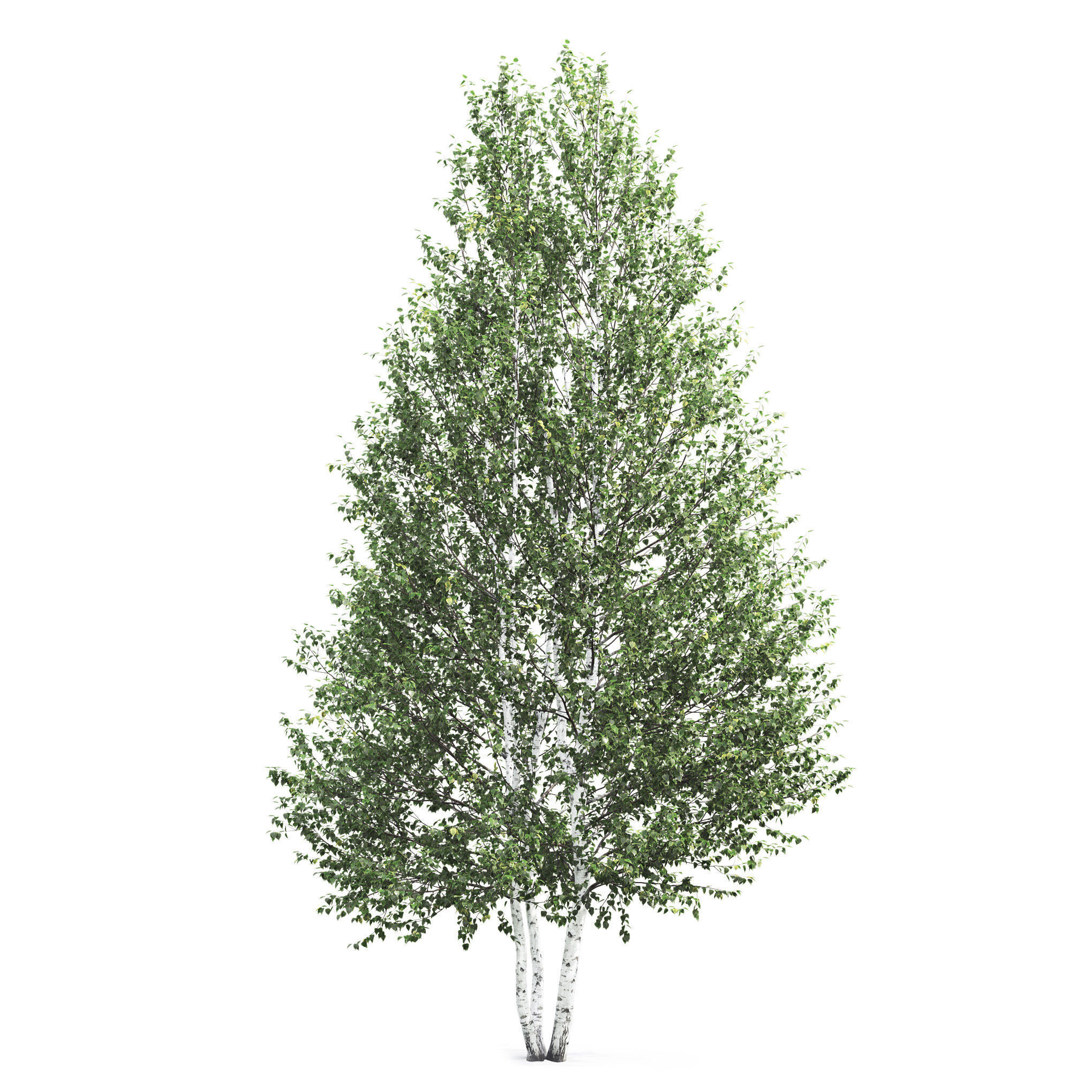 Betula 01 H7-9 m 3D model_1