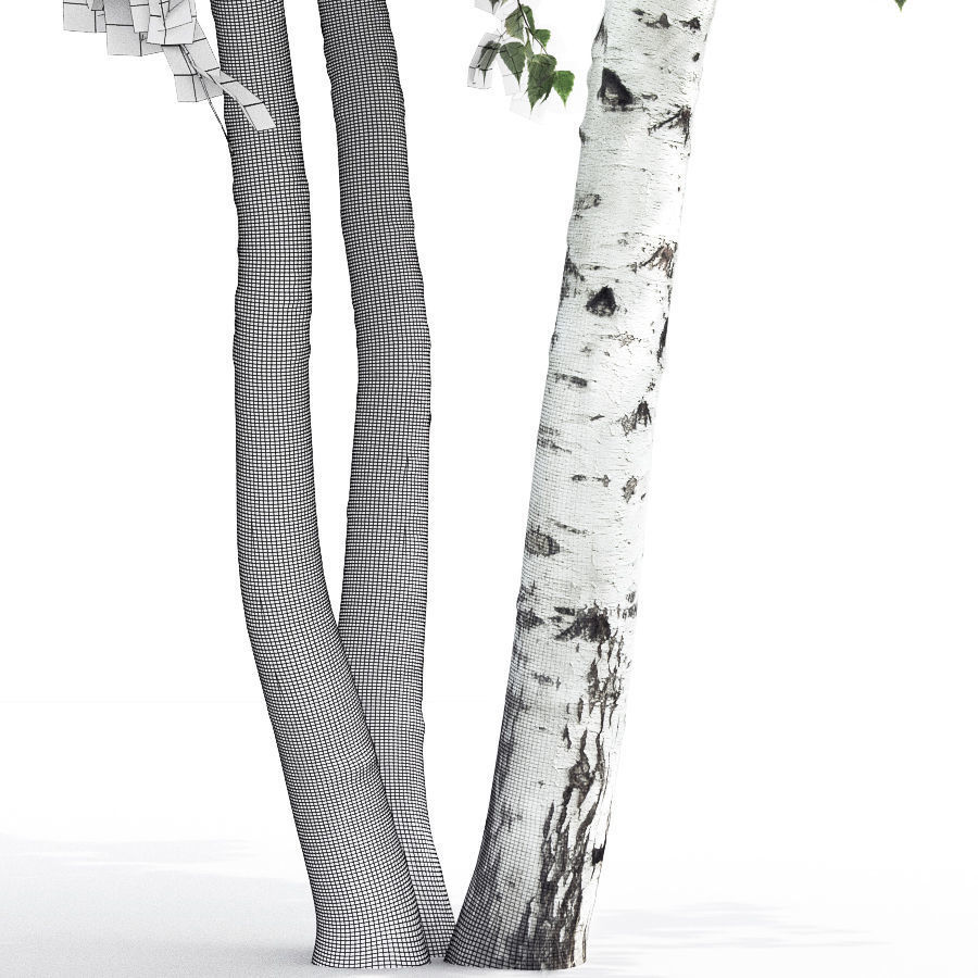 Betula 01 H7-9 m 3D model_4