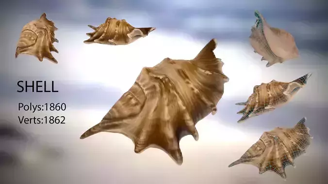 Shell seashell Low-poly 3D model