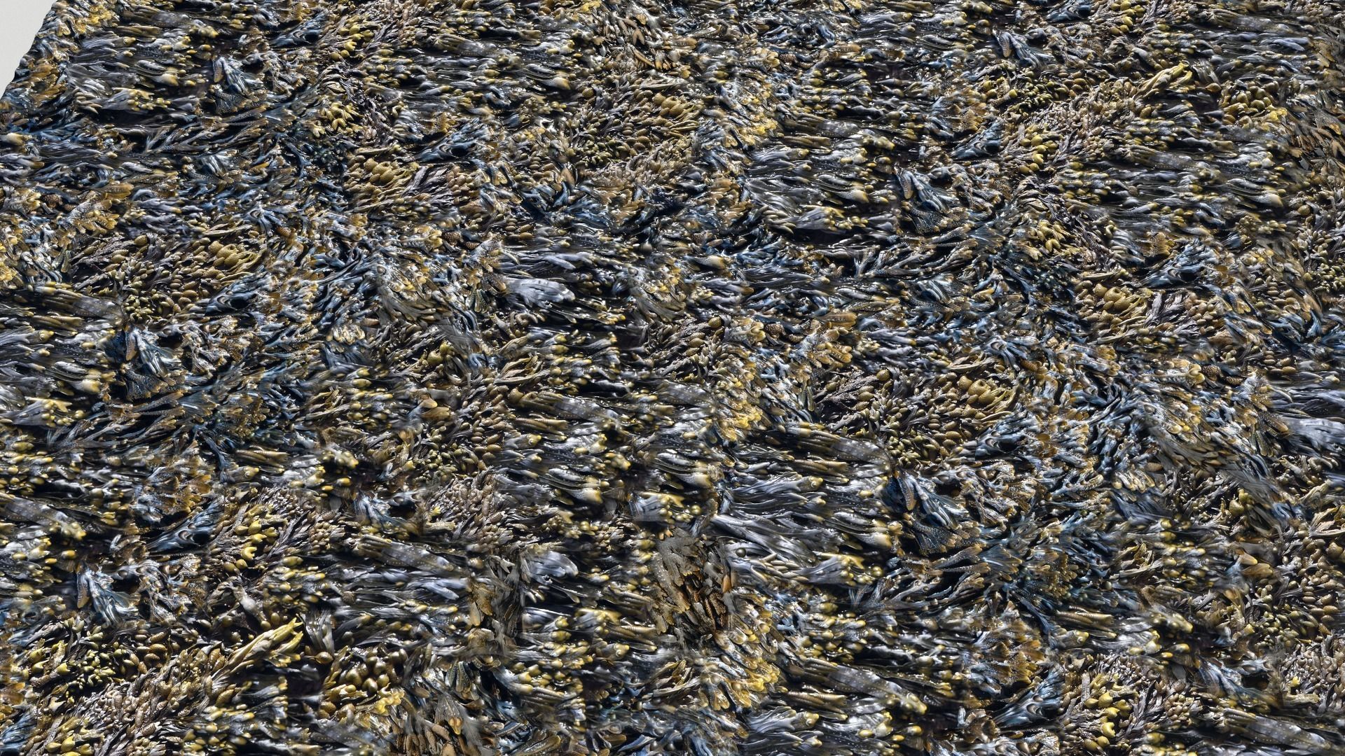 Seaweed textures  PBR Texture_3