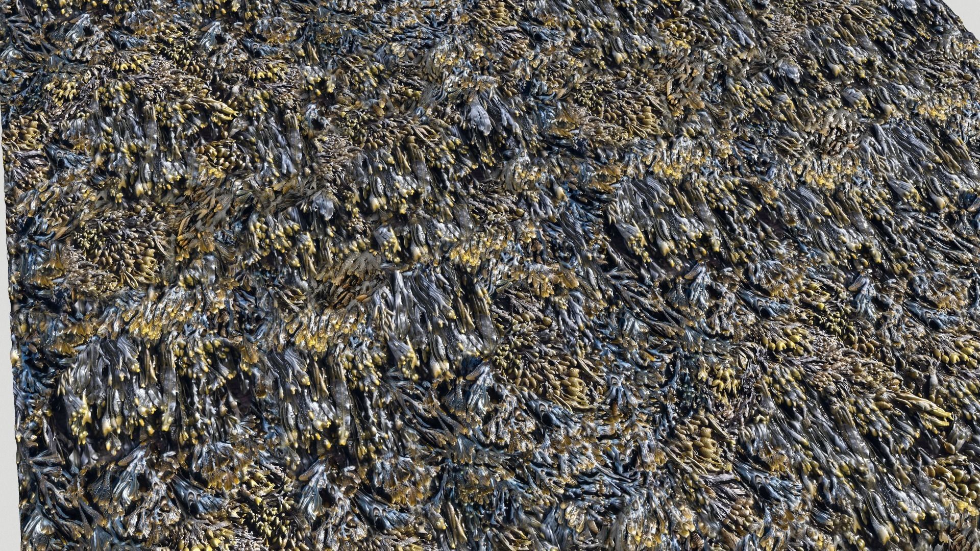 Seaweed textures  PBR Texture_2