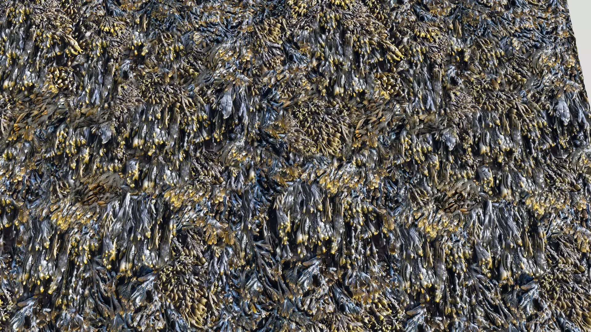Seaweed textures  PBR Texture_0