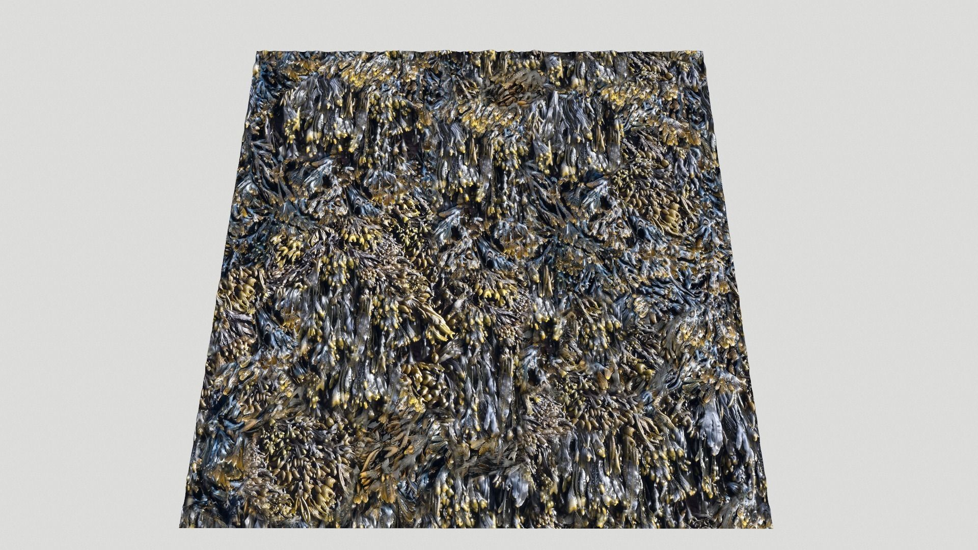 Seaweed textures  PBR Texture_5